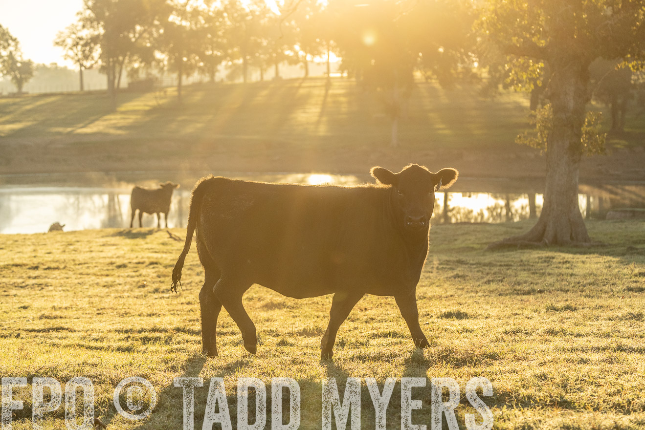 TMyers_Females_Ranchers_Cameron_Oct2023-523406
