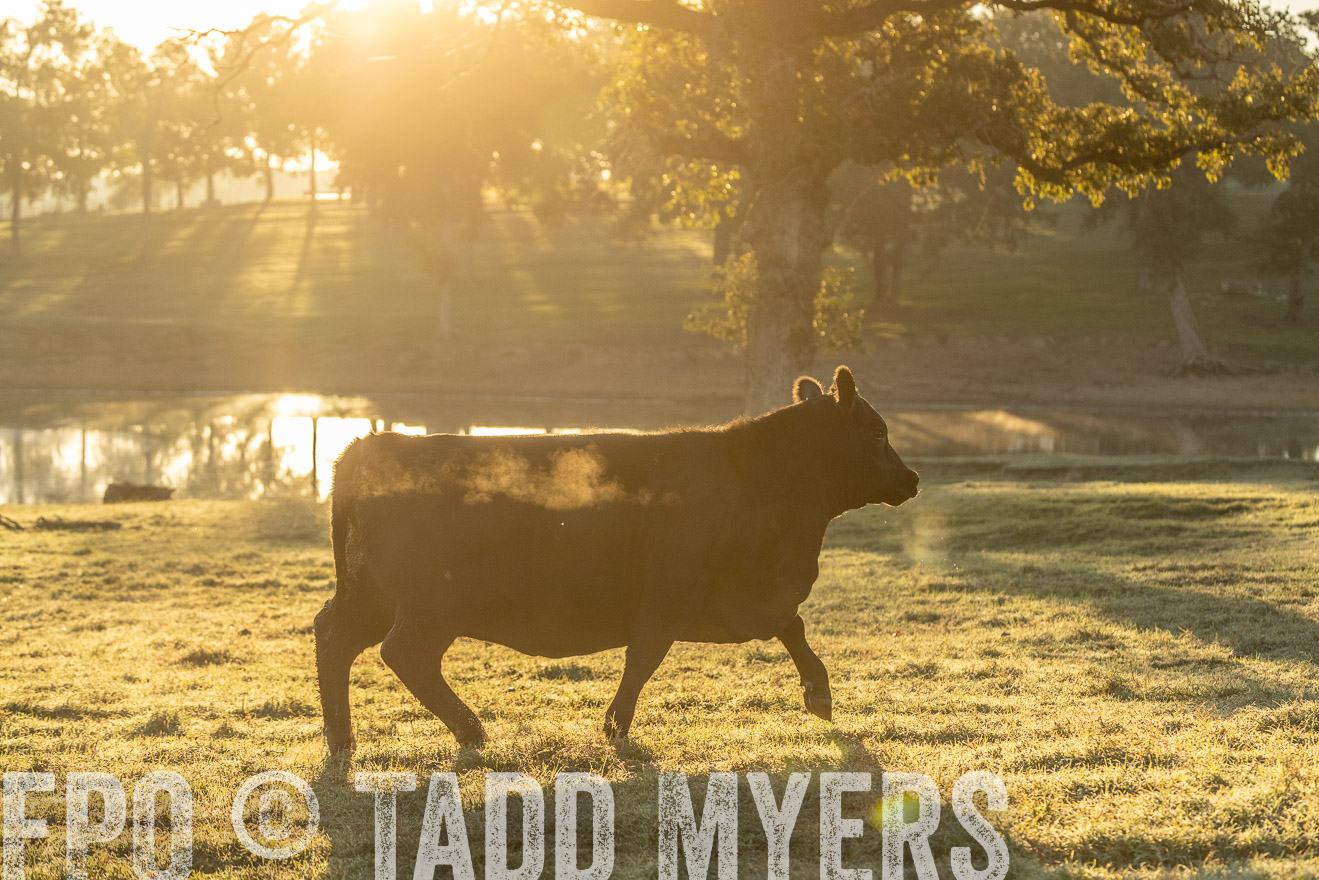 TMyers_Females_Ranchers_Cameron_Oct2023-523407