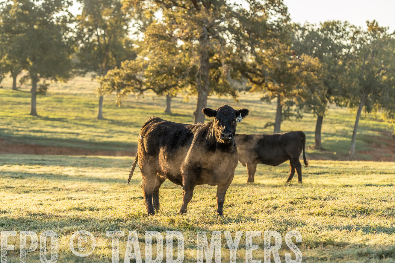 TMyers_Females_Ranchers_Cameron_Oct2023-523421