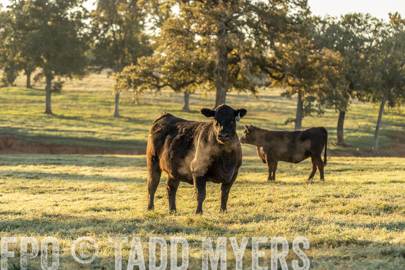 TMyers_Females_Ranchers_Cameron_Oct2023-523423