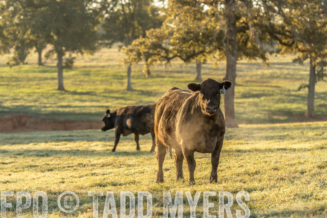 TMyers_Females_Ranchers_Cameron_Oct2023-523425