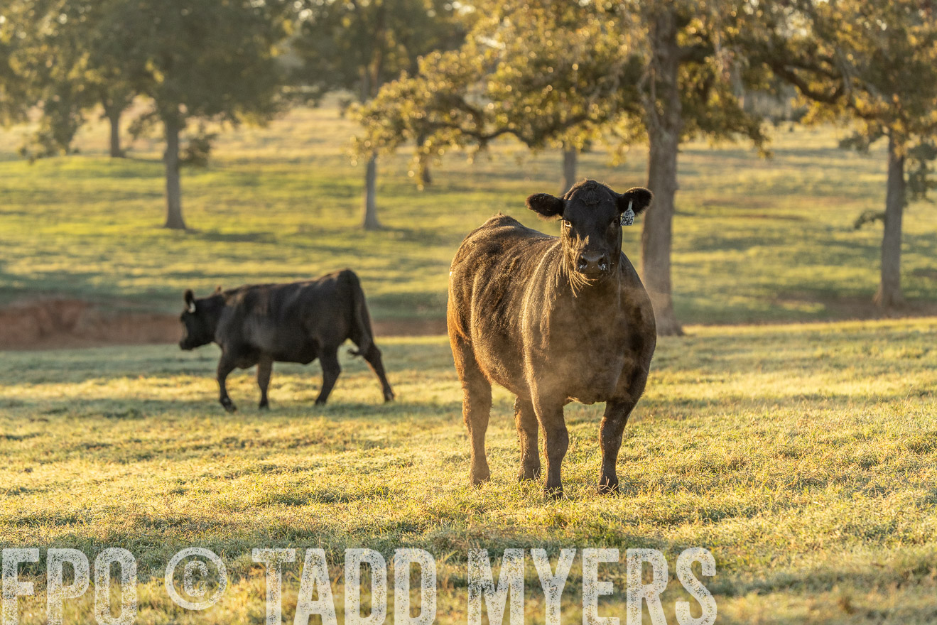 TMyers_Females_Ranchers_Cameron_Oct2023-523429