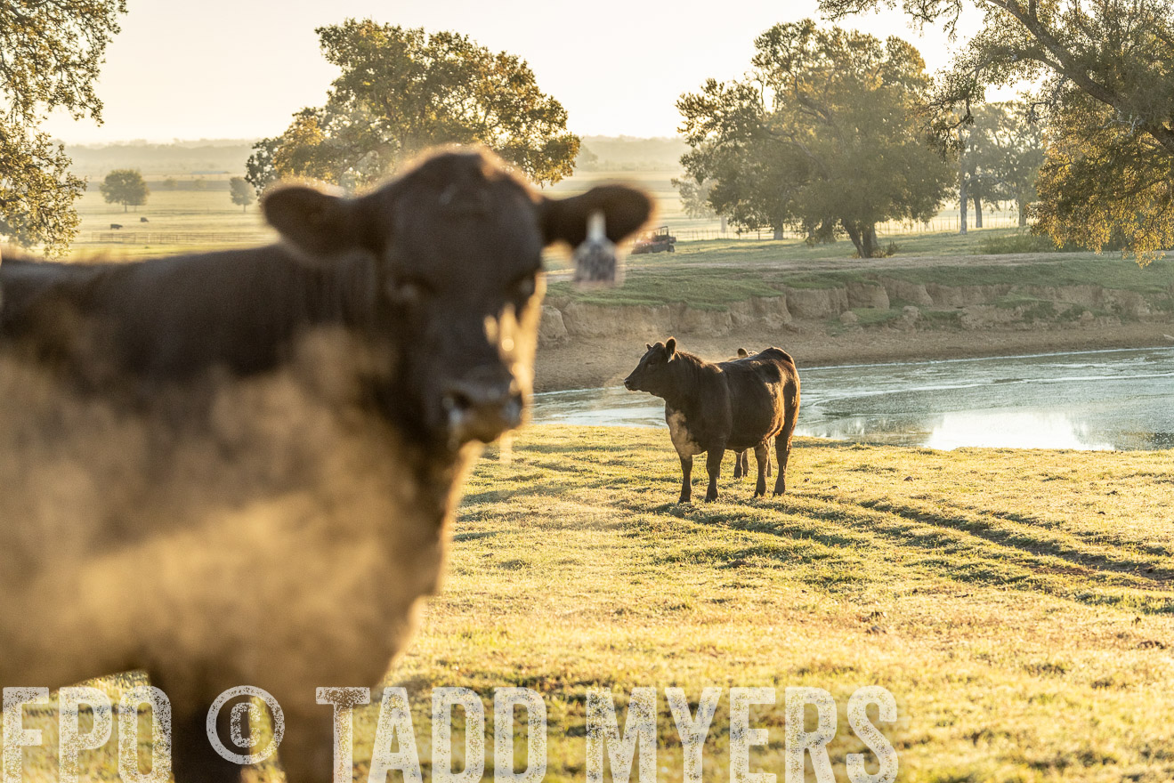 TMyers_Females_Ranchers_Cameron_Oct2023-523447