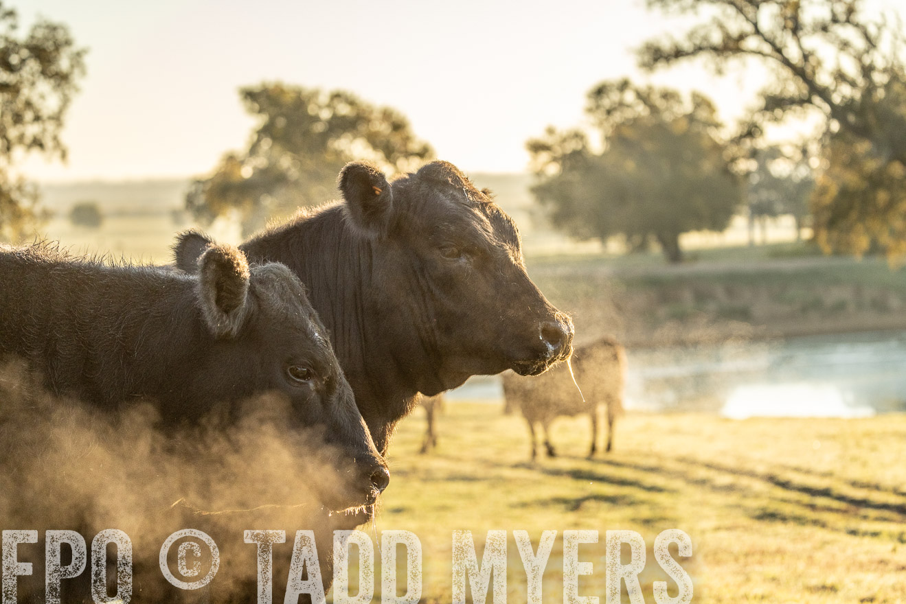 TMyers_Females_Ranchers_Cameron_Oct2023-523460