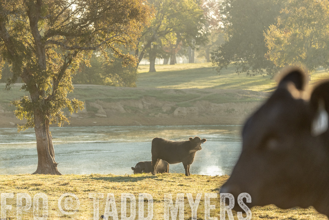 TMyers_Females_Ranchers_Cameron_Oct2023-523558