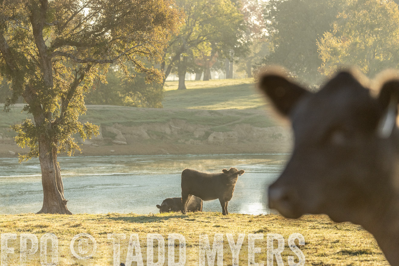 TMyers_Females_Ranchers_Cameron_Oct2023-523560