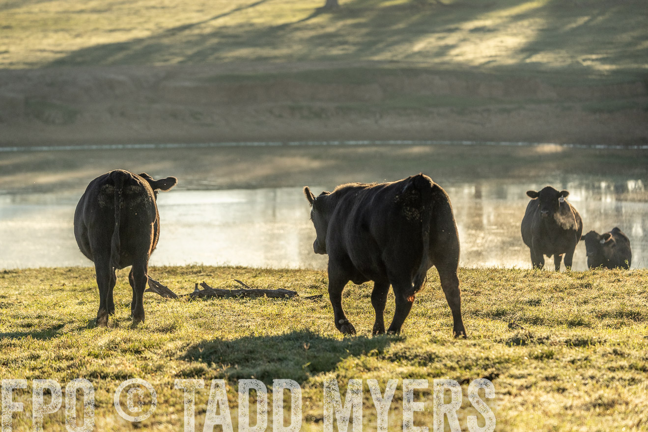 TMyers_Females_Ranchers_Cameron_Oct2023-523590