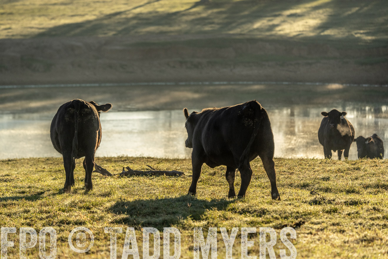 TMyers_Females_Ranchers_Cameron_Oct2023-523591