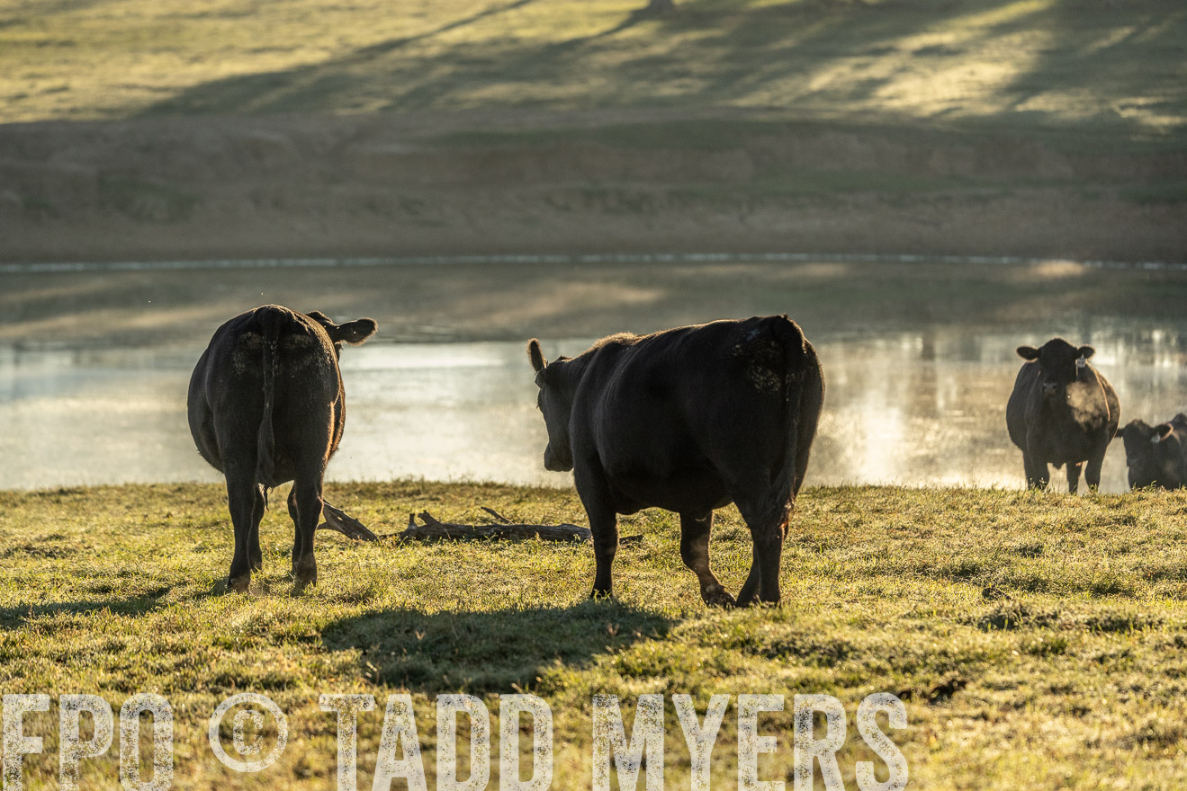 TMyers_Females_Ranchers_Cameron_Oct2023-523592