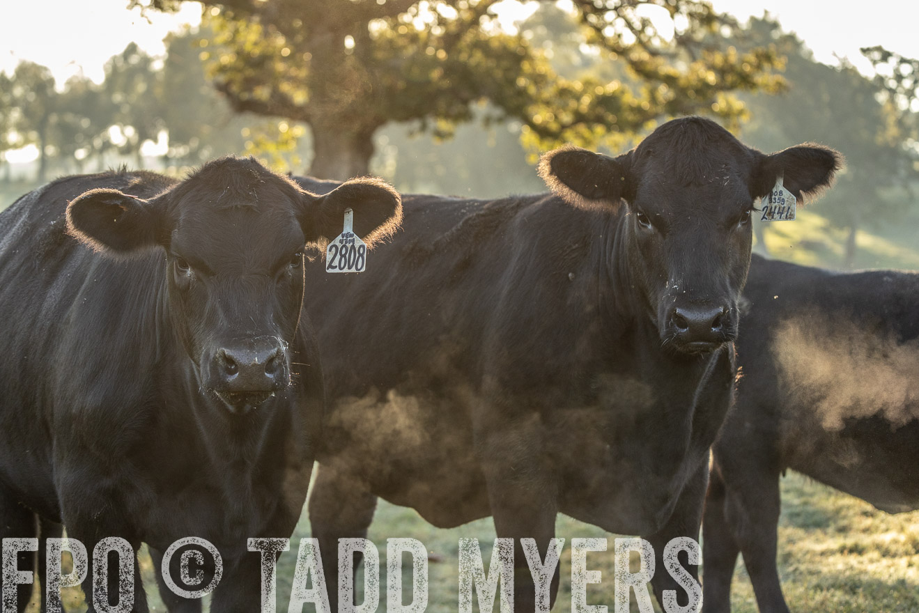 TMyers_Females_Ranchers_Cameron_Oct2023-523629