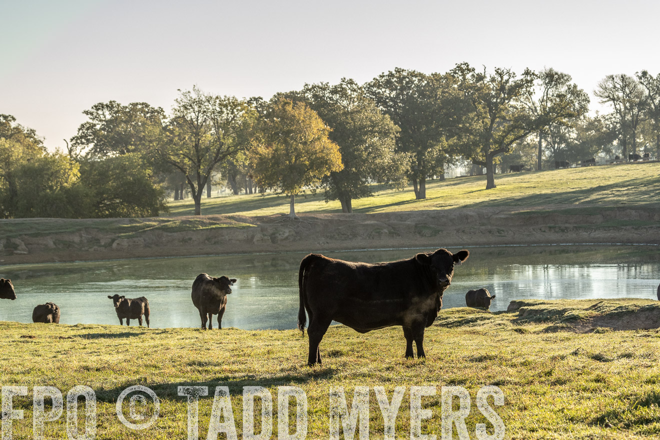 TMyers_Females_Ranchers_Cameron_Oct2023-523636