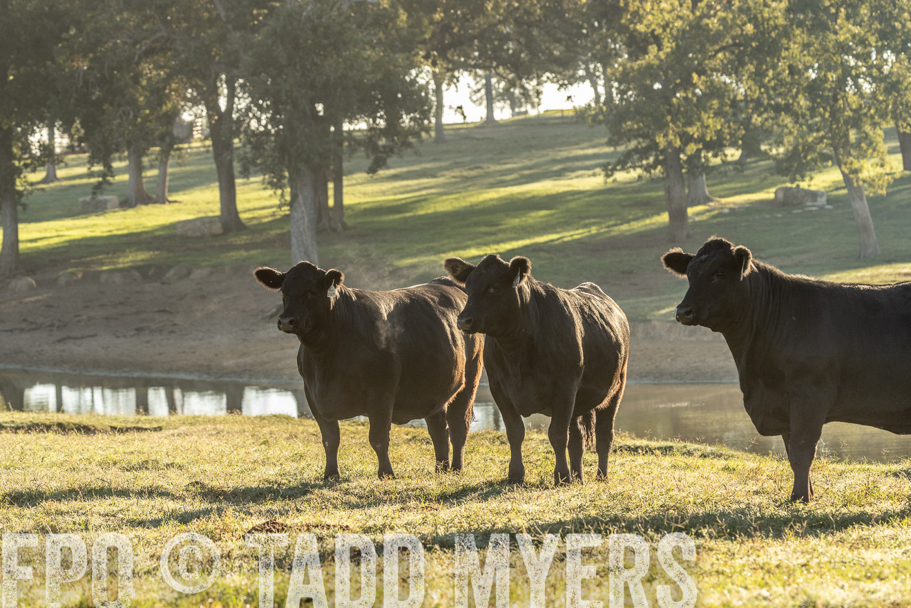TMyers_Females_Ranchers_Cameron_Oct2023-523667