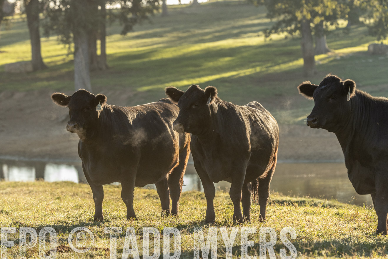 TMyers_Females_Ranchers_Cameron_Oct2023-523671