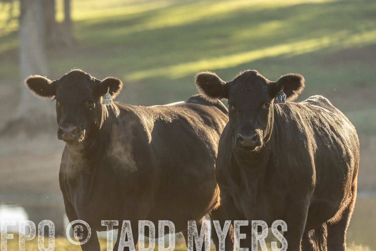 TMyers_Females_Ranchers_Cameron_Oct2023-523679