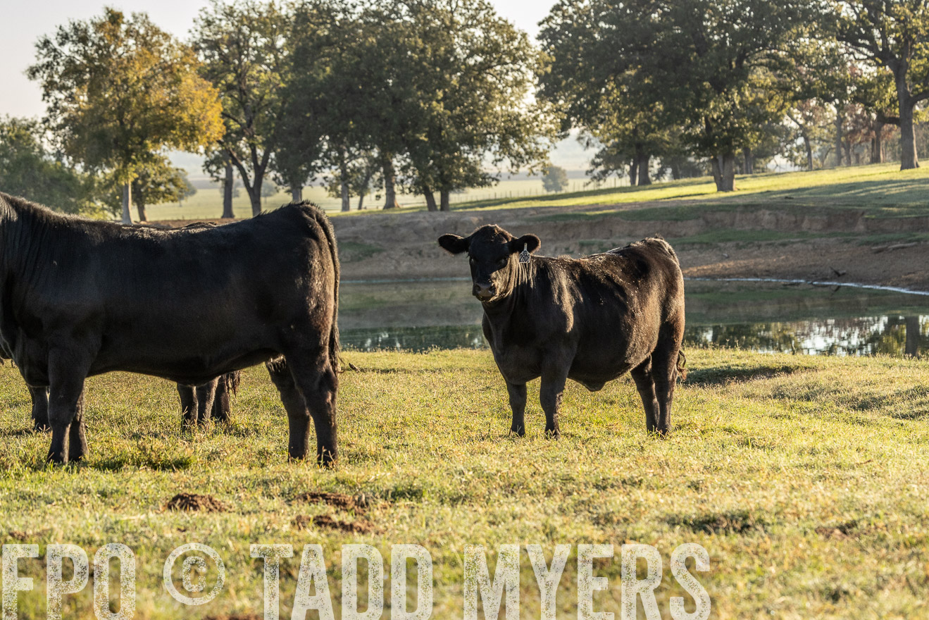 TMyers_Females_Ranchers_Cameron_Oct2023-523691