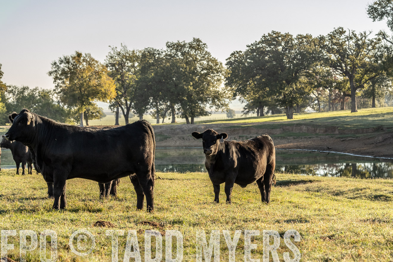 TMyers_Females_Ranchers_Cameron_Oct2023-523694
