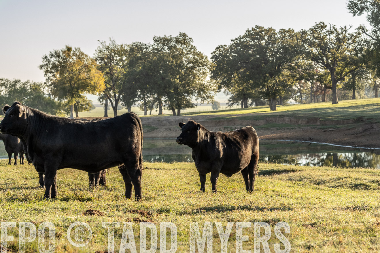TMyers_Females_Ranchers_Cameron_Oct2023-523696
