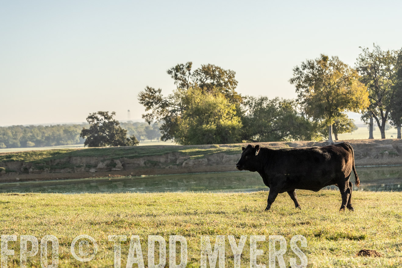 TMyers_Females_Ranchers_Cameron_Oct2023-523727