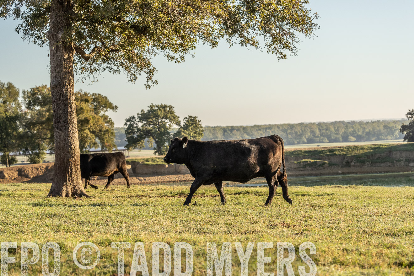 TMyers_Females_Ranchers_Cameron_Oct2023-523741