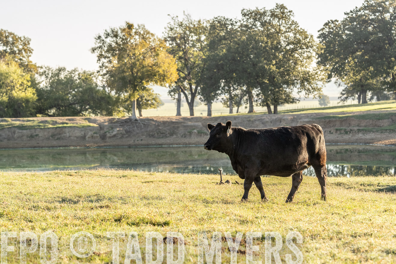 TMyers_Females_Ranchers_Cameron_Oct2023-523747