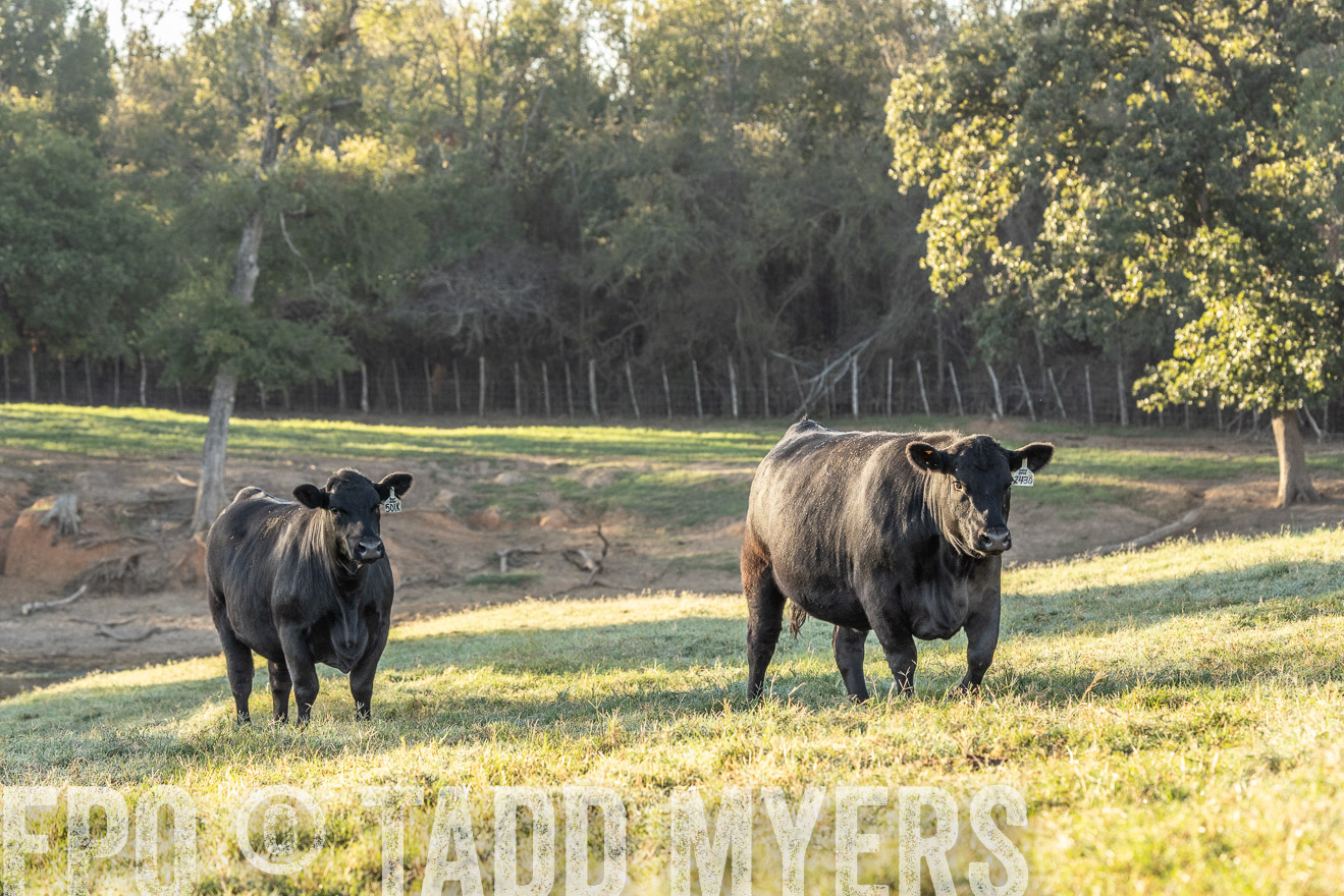 TMyers_Females_Ranchers_Cameron_Oct2023-523771