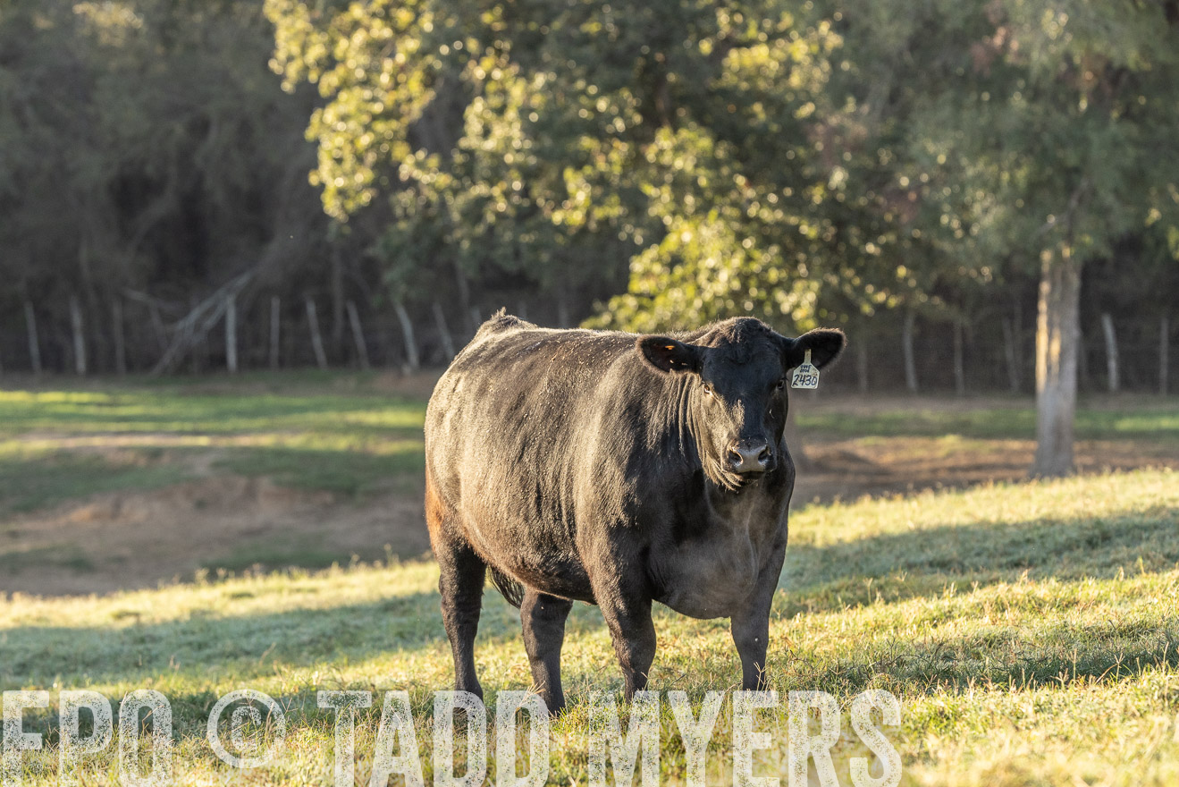 TMyers_Females_Ranchers_Cameron_Oct2023-523776