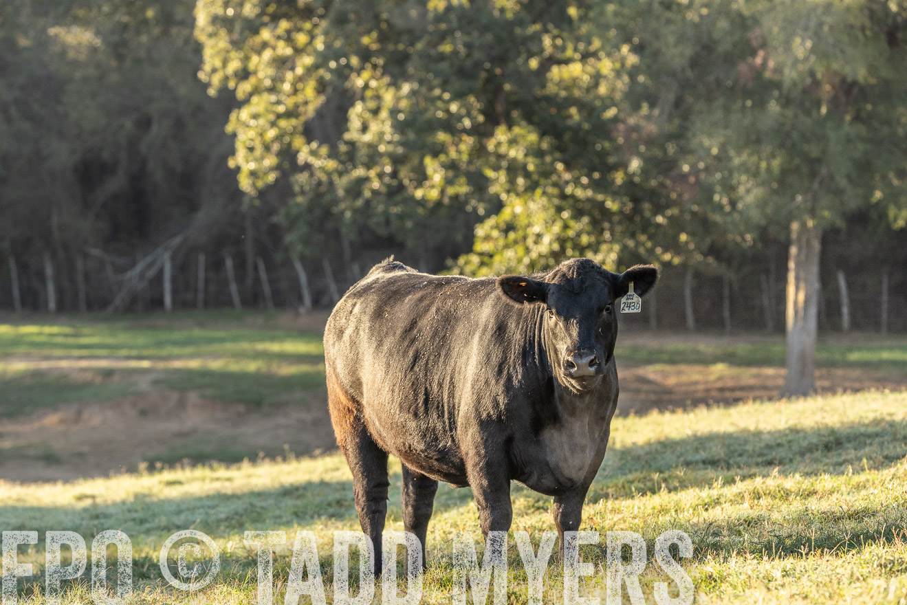 TMyers_Females_Ranchers_Cameron_Oct2023-523781