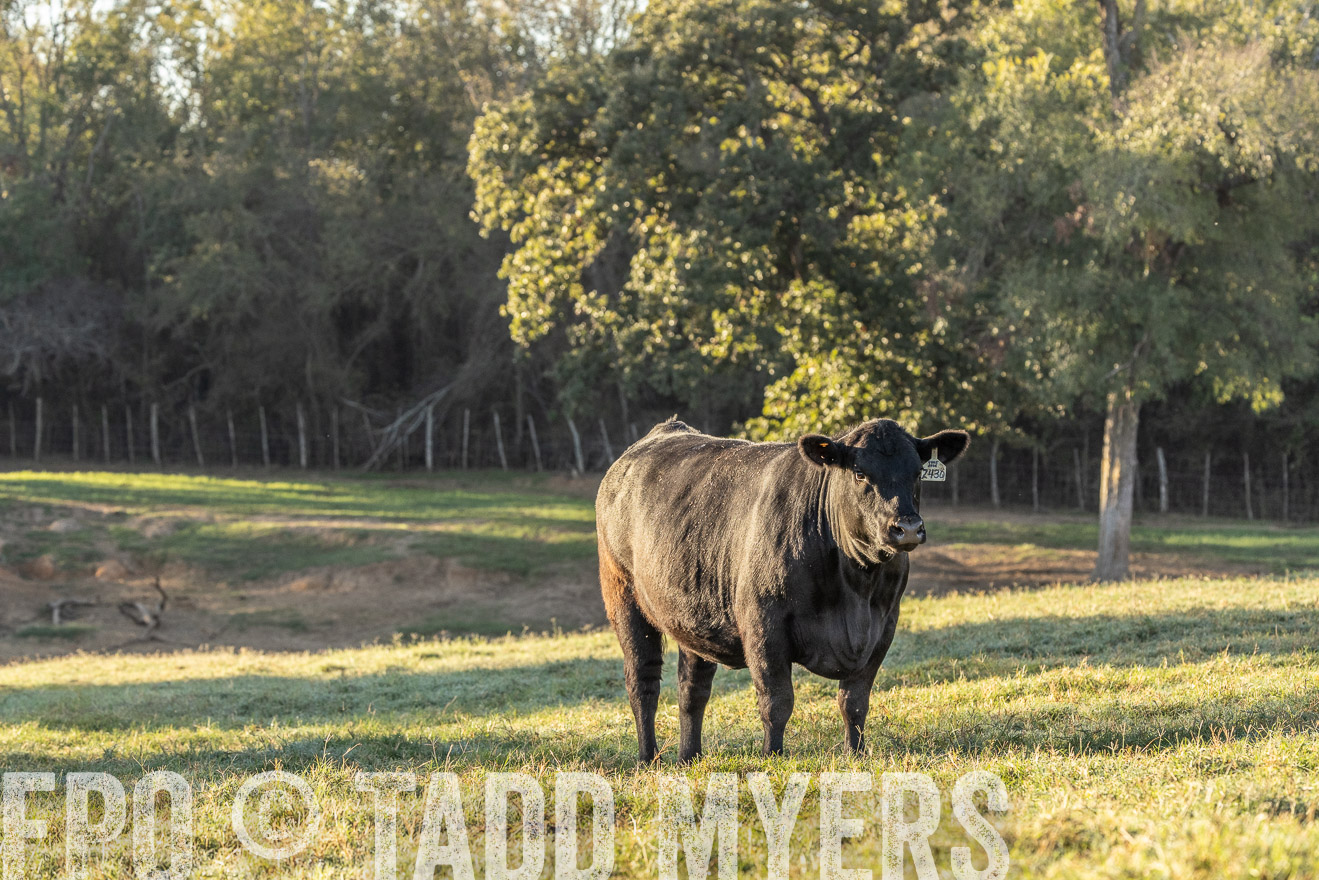 TMyers_Females_Ranchers_Cameron_Oct2023-523790