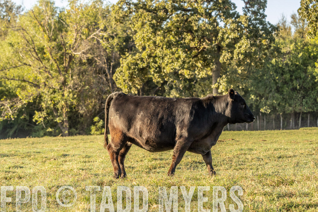 TMyers_Females_Ranchers_Cameron_Oct2023-523795