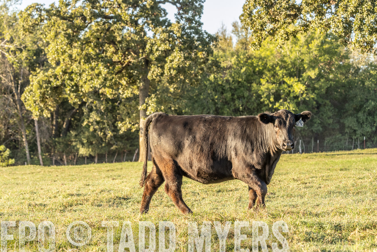 TMyers_Females_Ranchers_Cameron_Oct2023-523799