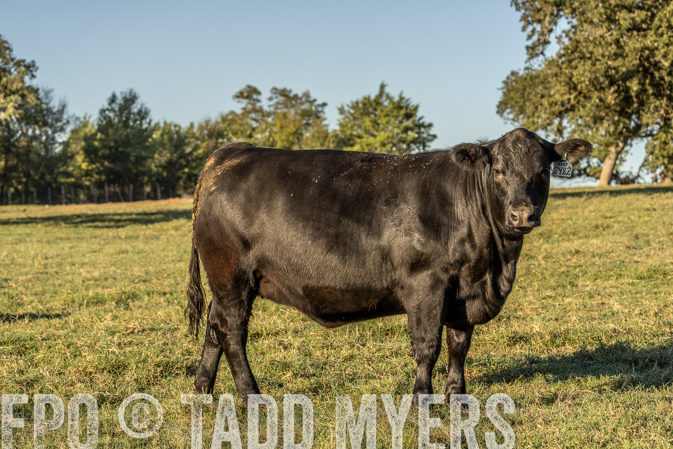 TMyers_Females_Ranchers_Cameron_Oct2023-523804