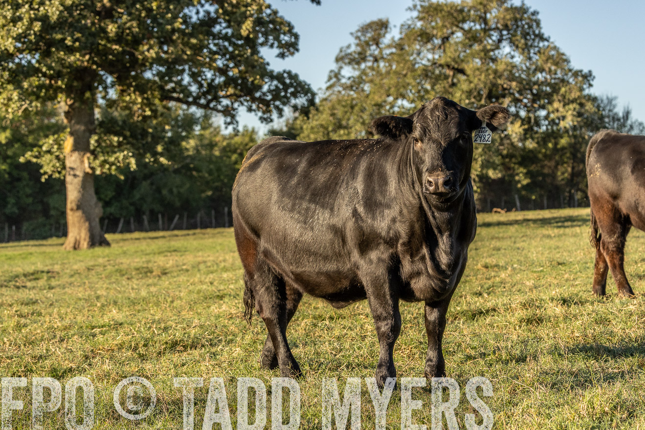TMyers_Females_Ranchers_Cameron_Oct2023-523807