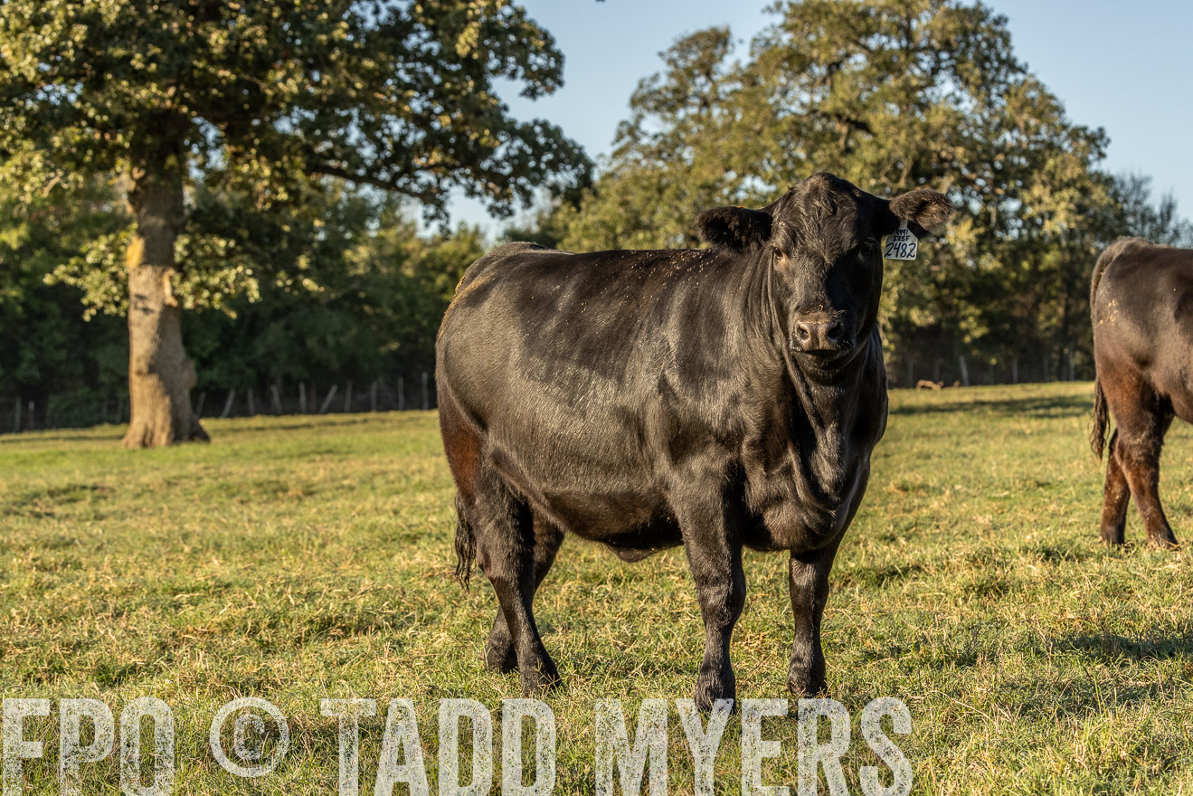 TMyers_Females_Ranchers_Cameron_Oct2023-523809