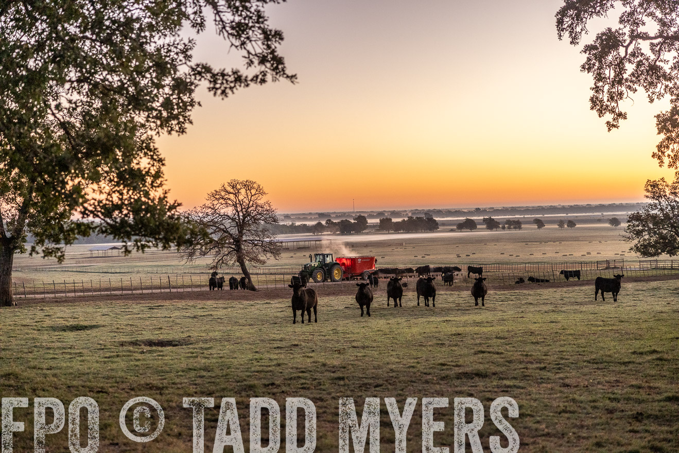 TMyers_Females_Ranchers_Cameron_Oct2023-511422
