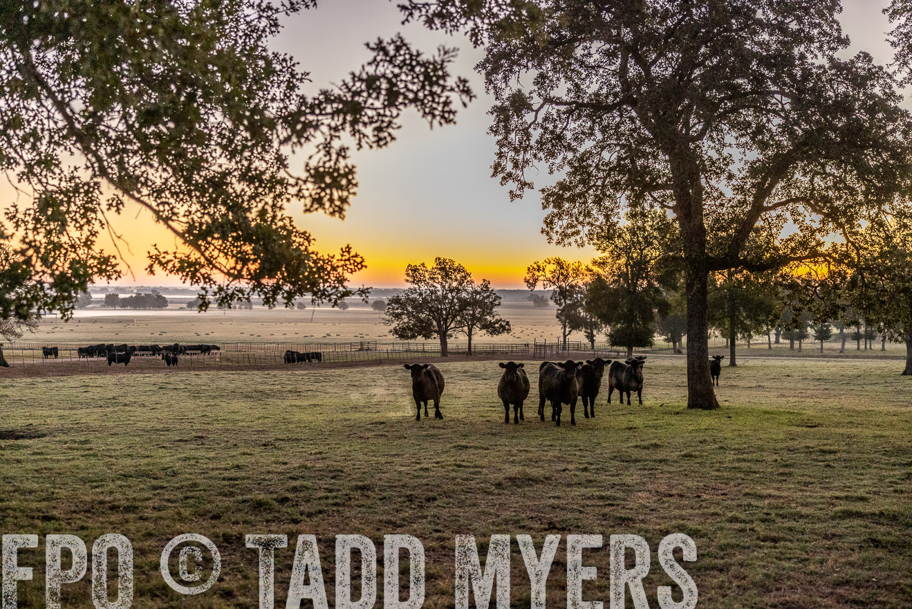 TMyers_Females_Ranchers_Cameron_Oct2023-511426