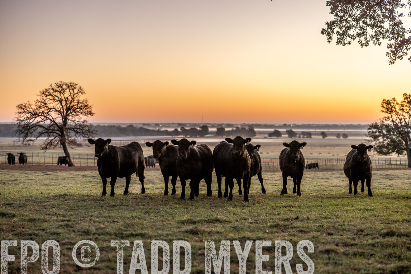 TMyers_Females_Ranchers_Cameron_Oct2023-511431