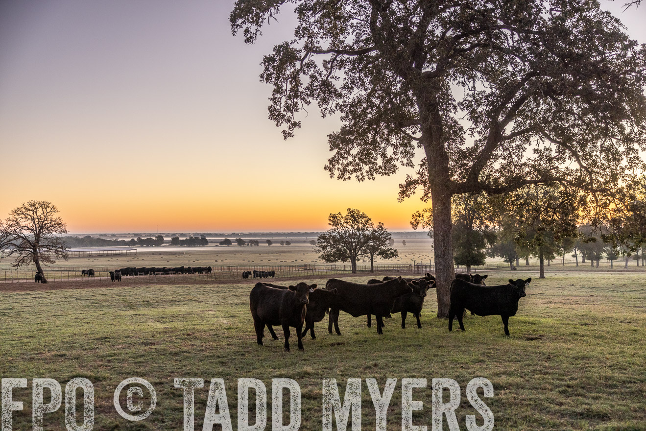 TMyers_Females_Ranchers_Cameron_Oct2023-511436