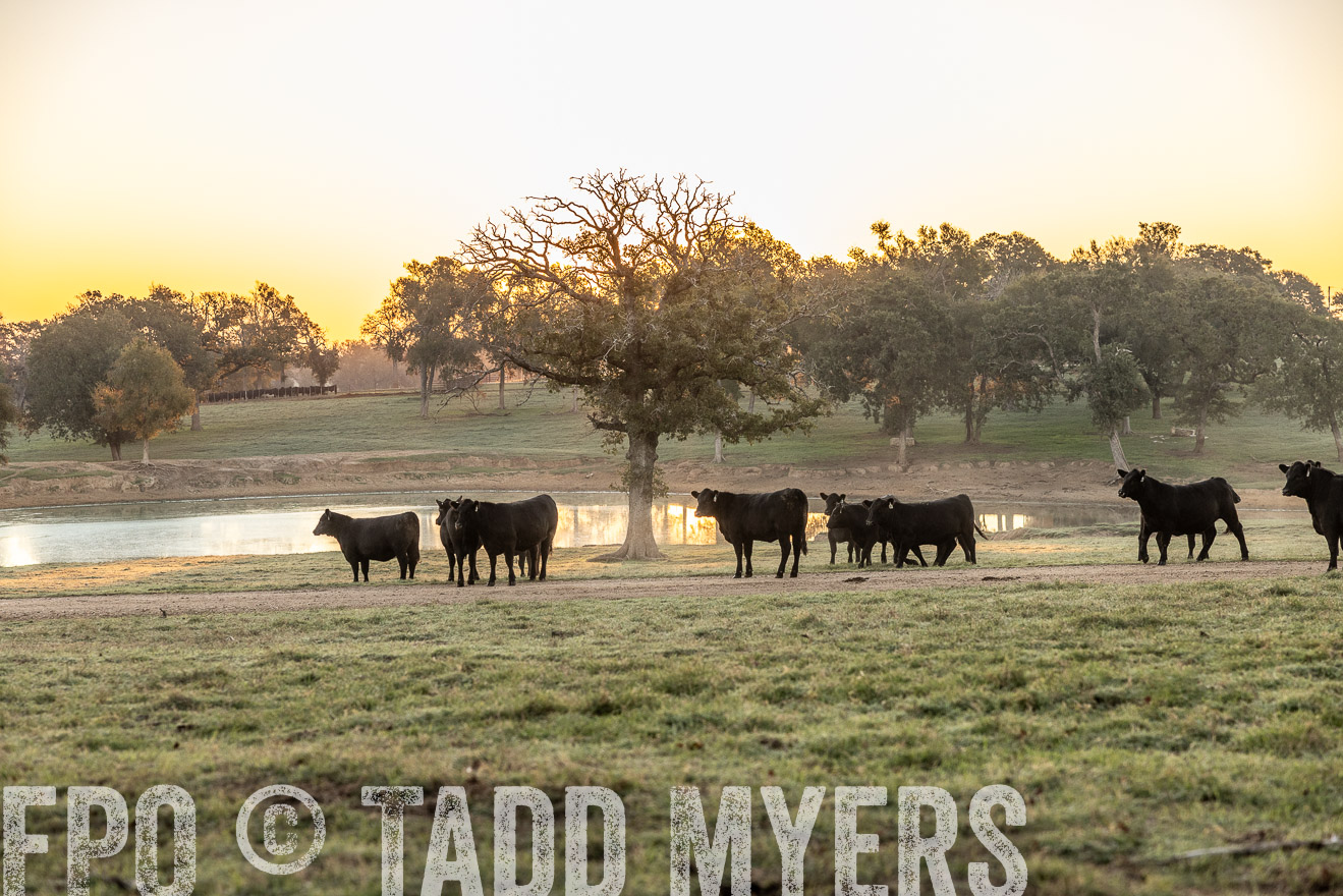 TMyers_Females_Ranchers_Cameron_Oct2023-511566