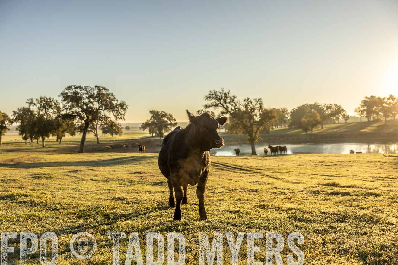 TMyers_Females_Ranchers_Cameron_Oct2023-511642