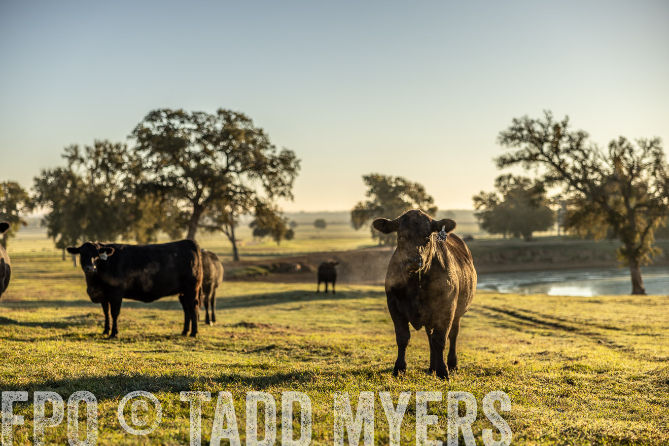 TMyers_Females_Ranchers_Cameron_Oct2023-511735