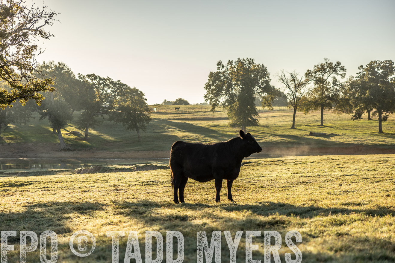 TMyers_Females_Ranchers_Cameron_Oct2023-511838