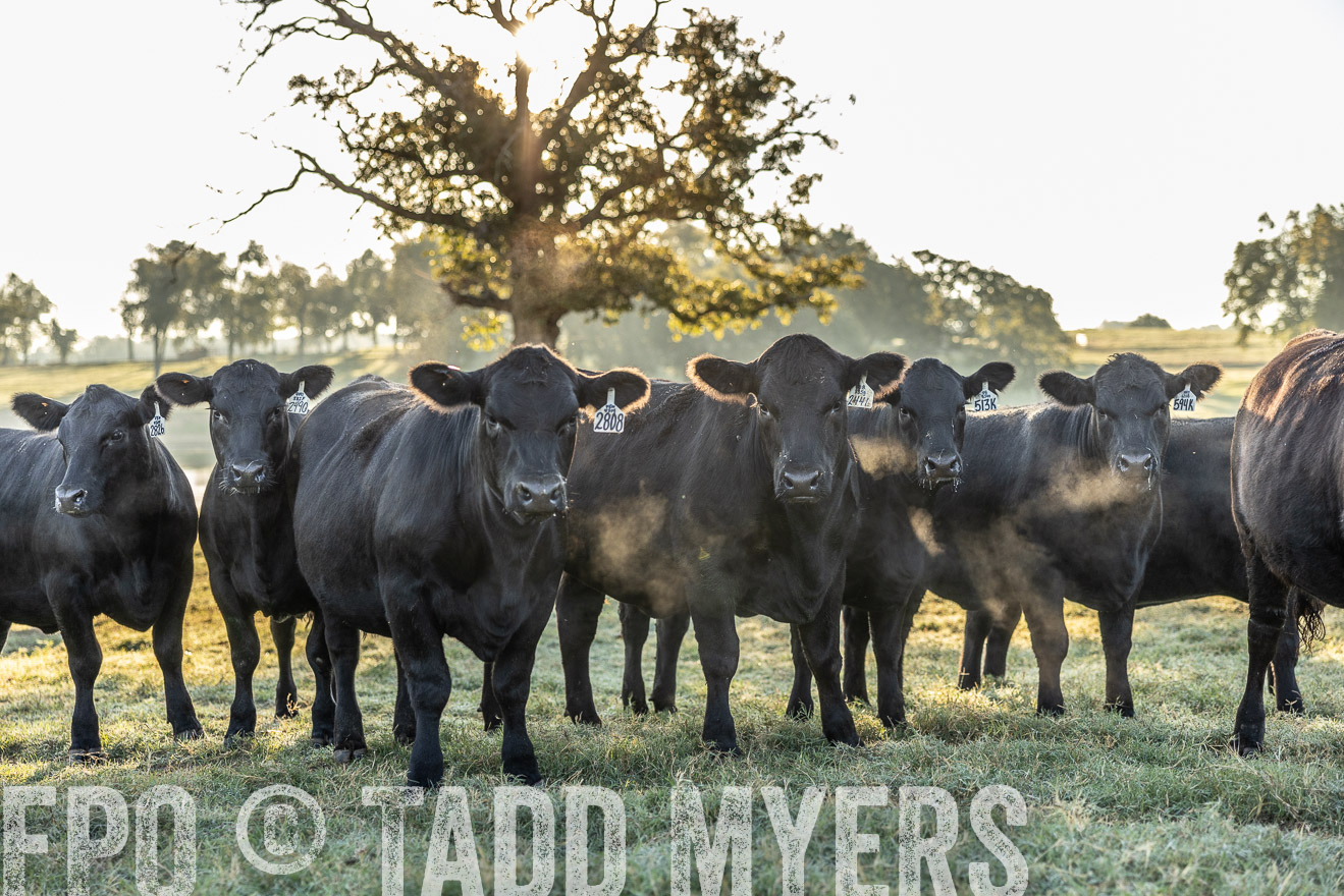 TMyers_Females_Ranchers_Cameron_Oct2023-511911
