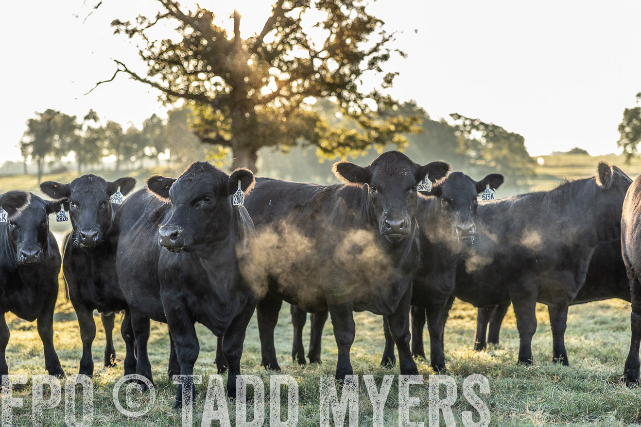 TMyers_Females_Ranchers_Cameron_Oct2023-511921