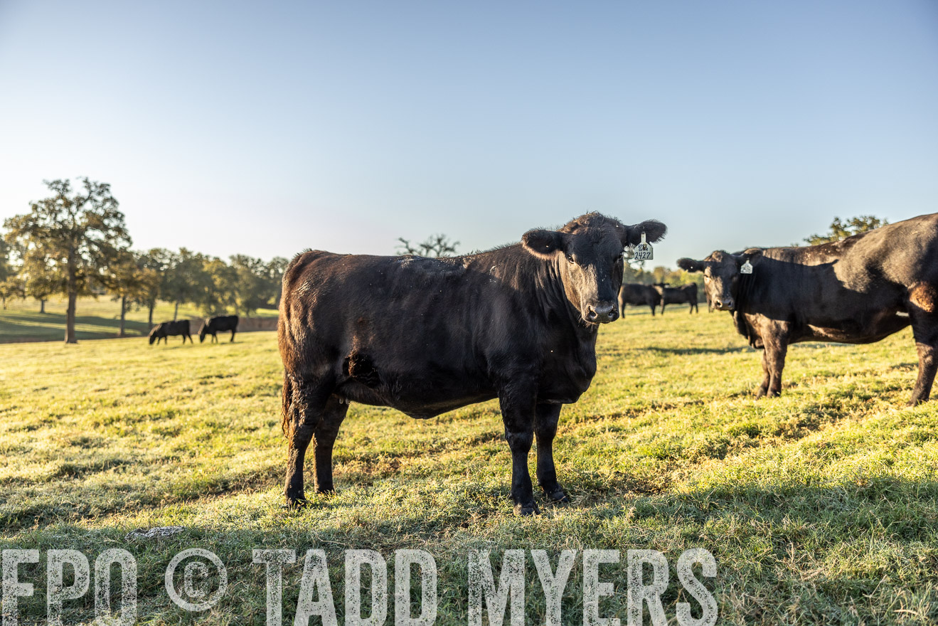TMyers_Females_Ranchers_Cameron_Oct2023-511957