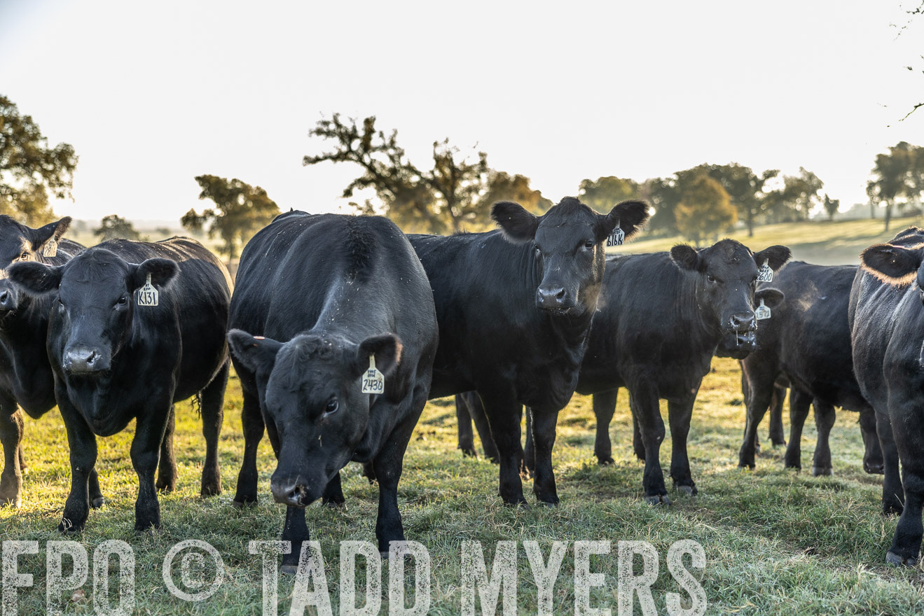TMyers_Females_Ranchers_Cameron_Oct2023-511990