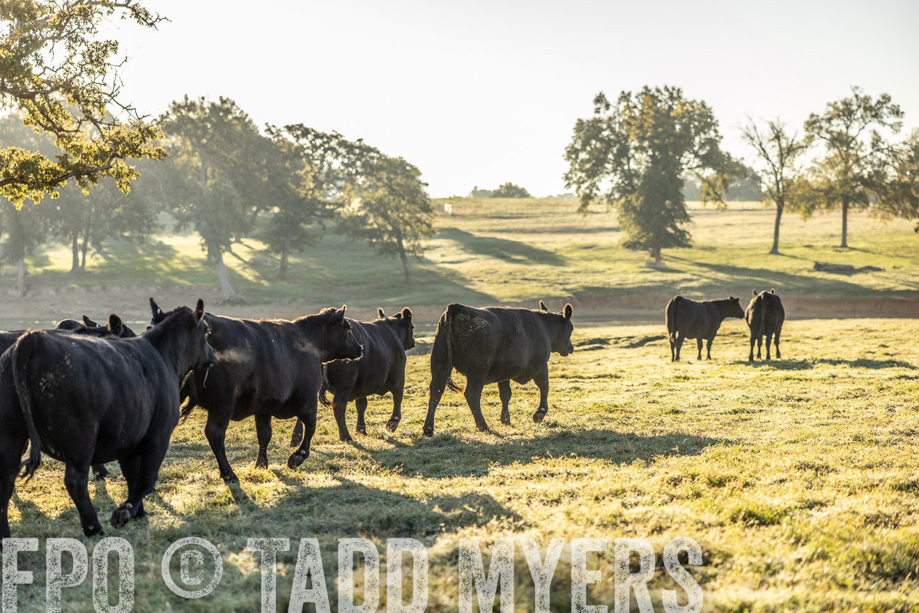 TMyers_Females_Ranchers_Cameron_Oct2023-512028