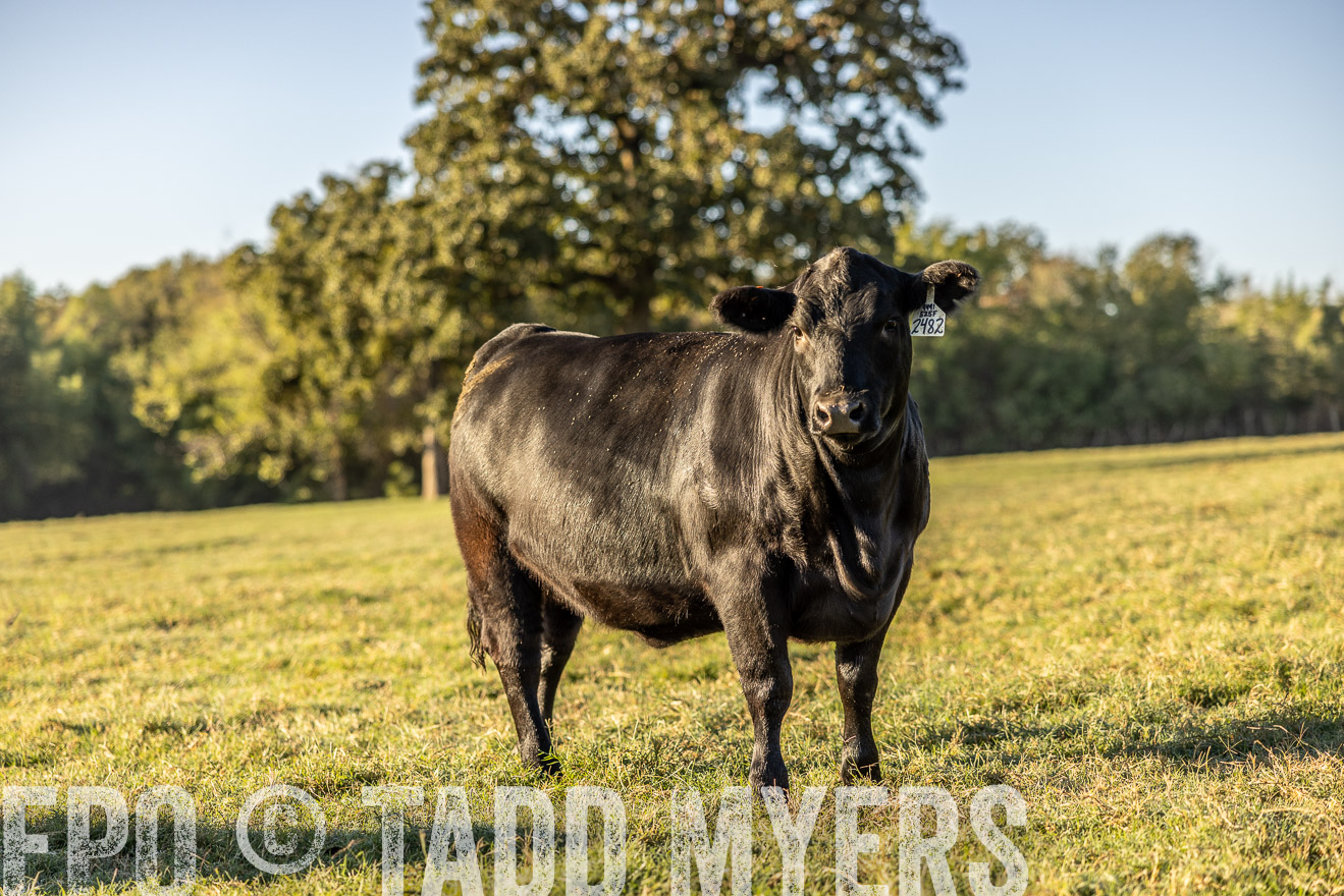 TMyers_Females_Ranchers_Cameron_Oct2023-512114