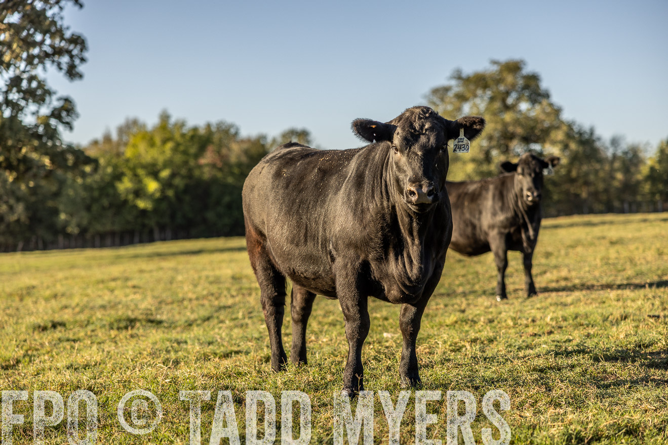 TMyers_Females_Ranchers_Cameron_Oct2023-512119