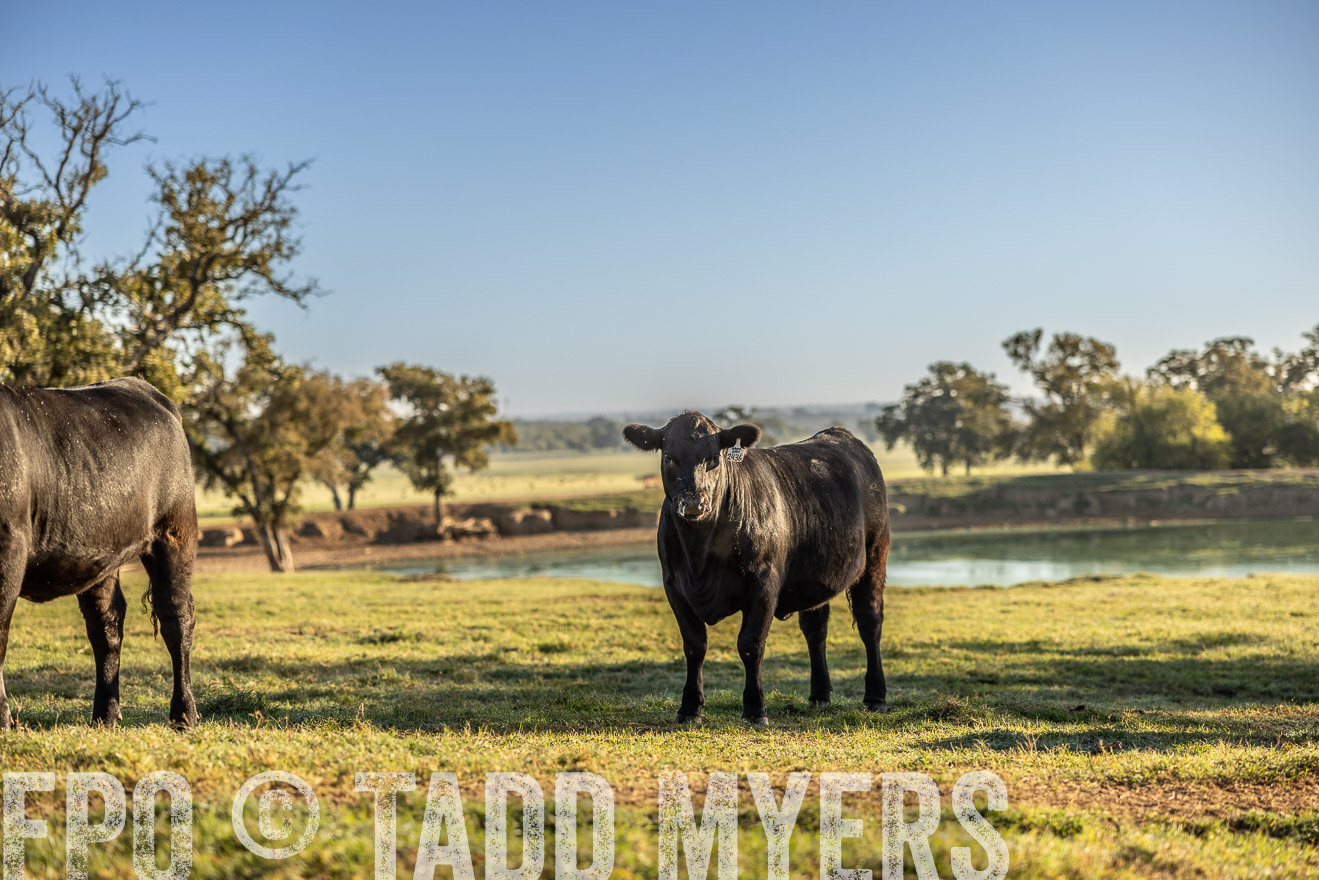 TMyers_Females_Ranchers_Cameron_Oct2023-512186