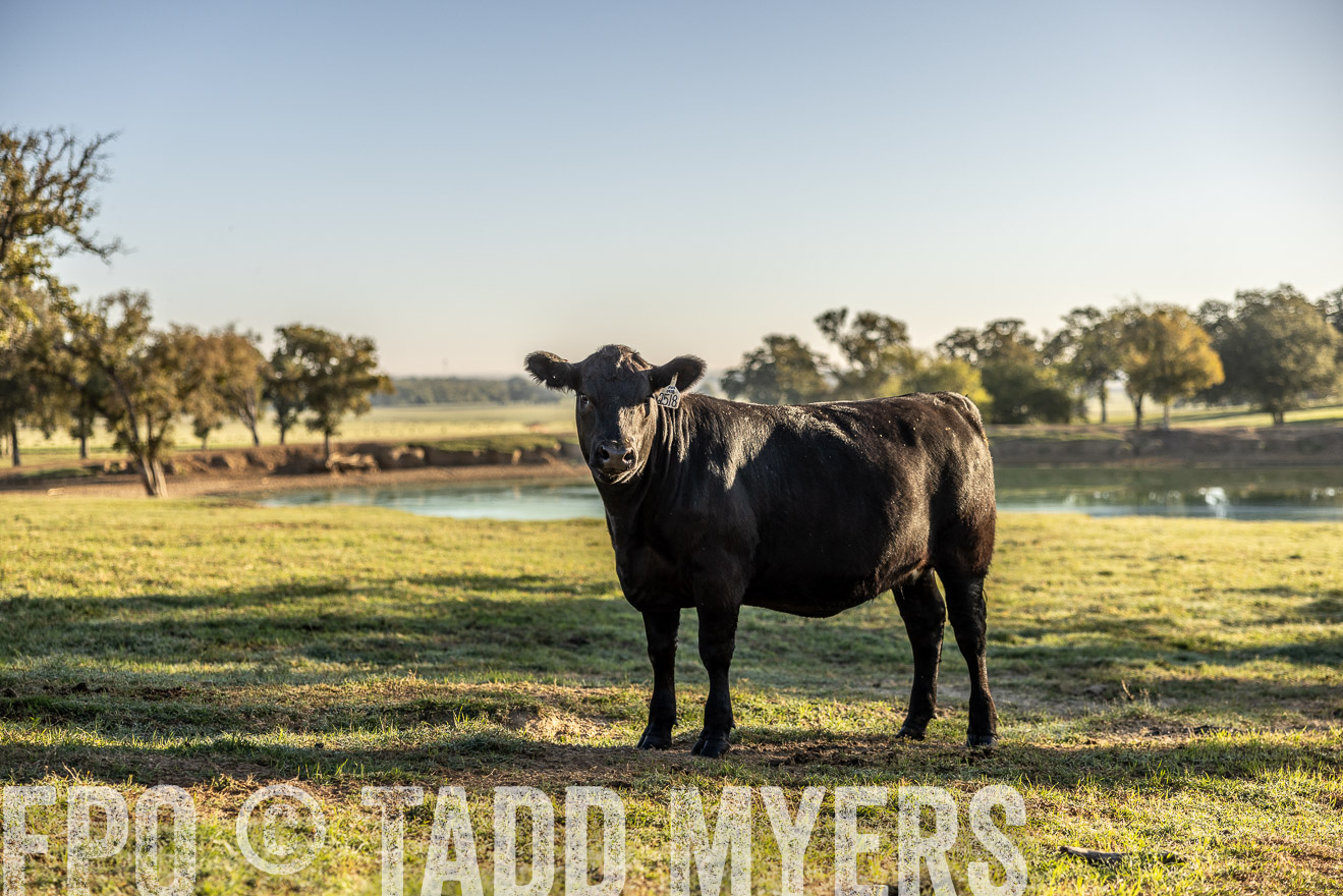 TMyers_Females_Ranchers_Cameron_Oct2023-512198
